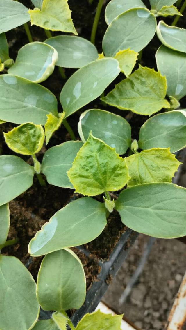 Таинственный огурец. Нужна помощь!