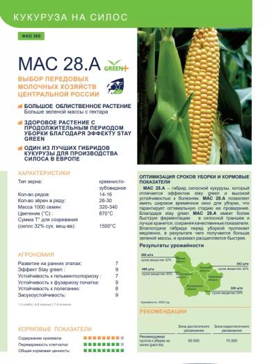МАС 28.А - гибрид кукурузы ( Zea mays L.).