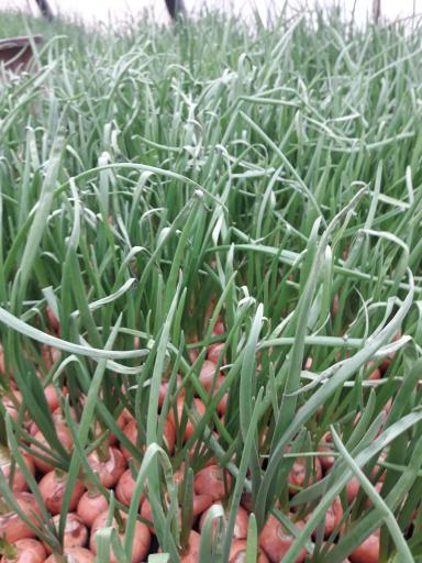 Заболело перо лука 😑