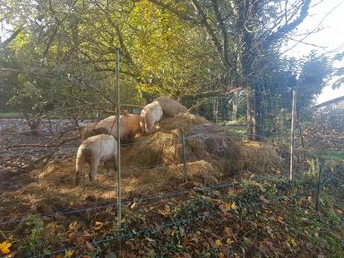 Западная белая порода свиней