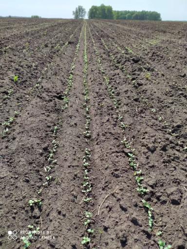 Вопросы из чатов: загущены ли посевы льна?