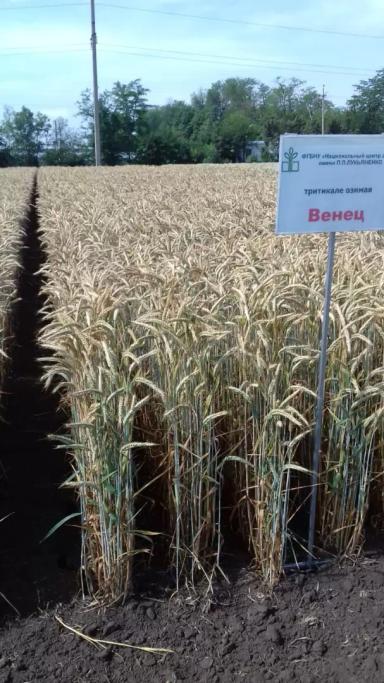 Венец сорт тритикале озимой
