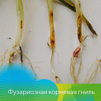 Отбор растений для выявления корневых гнилей на зерновых