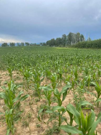 Экстремальное сельское хозяйство