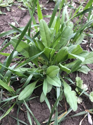 Сорняк озимой пшеницы 