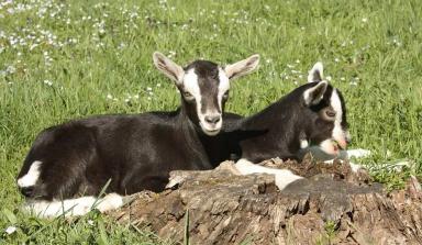 Граубюнденская лучистая
