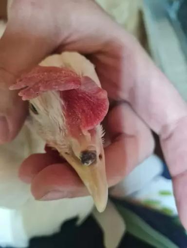 Вопросы из чатов: что за нарост у кур?