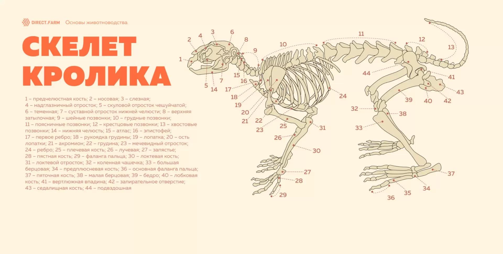 Строение скелета кролика