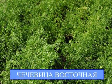 Восточная