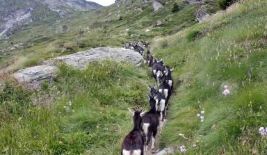 Граубюнденская лучистая