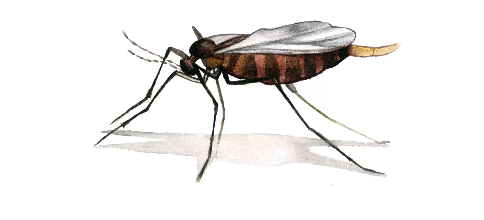 Просяной комарик