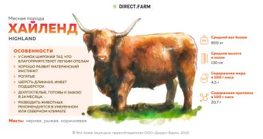 Порода коров хайленд
