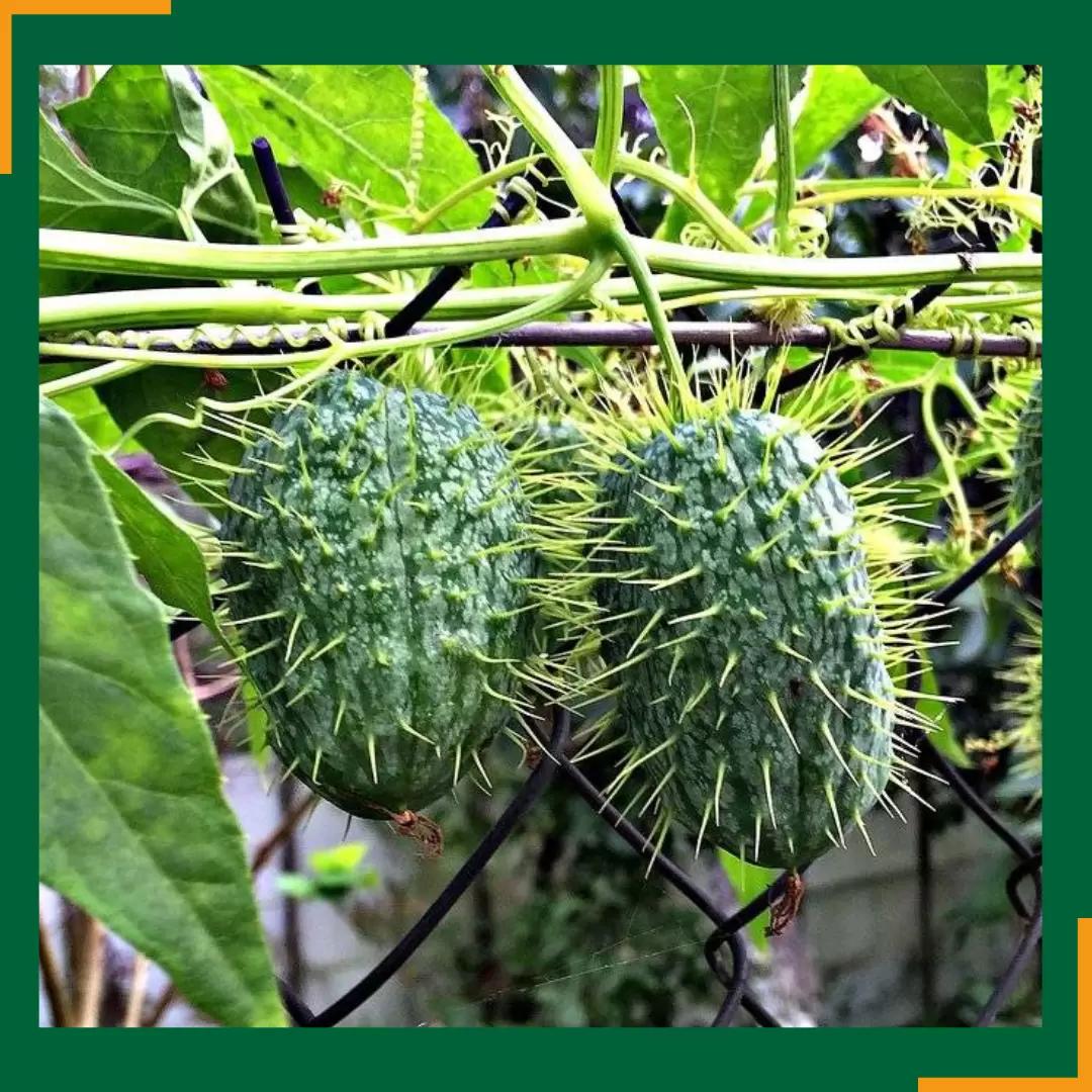 Что такое бешеные огурцы?