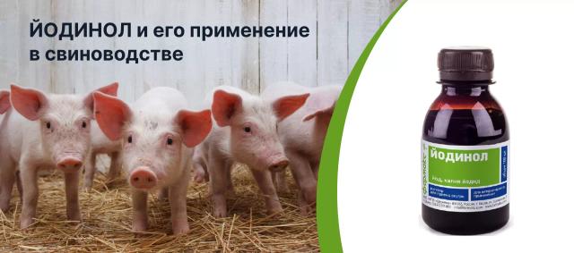 Йодинол и его применение в свиноводстве