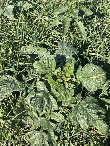 Глубокорыхлитель 