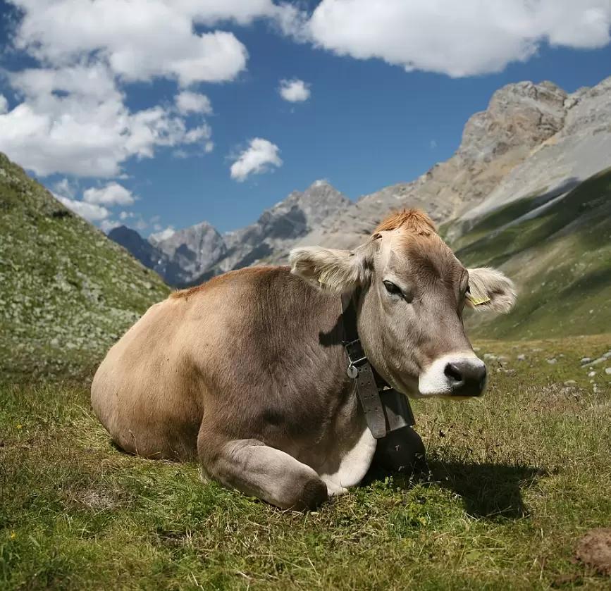Brune (French Brown)