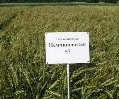 Немчиновская 57