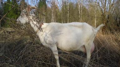 отец козленка