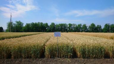 Веха сорт мягкой озимой пшеницы