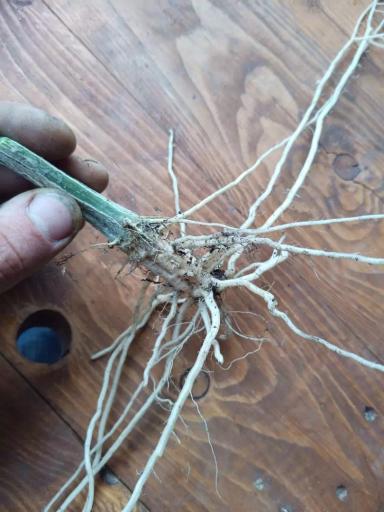 Диалоги с агрономом #1