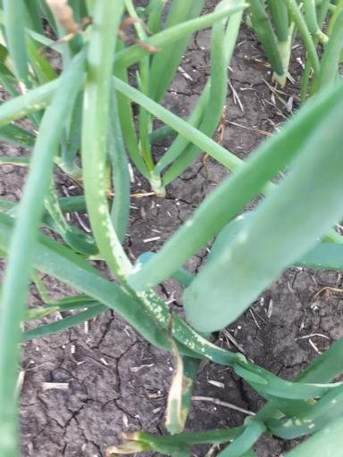 Что с листьями лука?