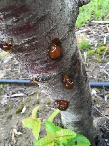 Бактериальный рак черешни