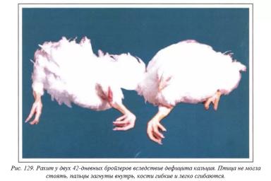 Вегад - Атлас болезней птицы. Ч. 26. Рахит