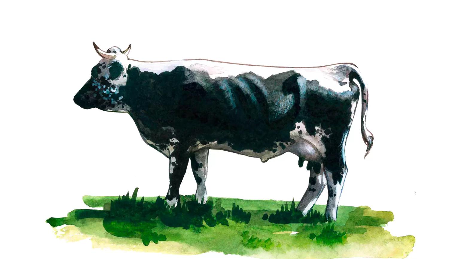 Истобенская порода коров