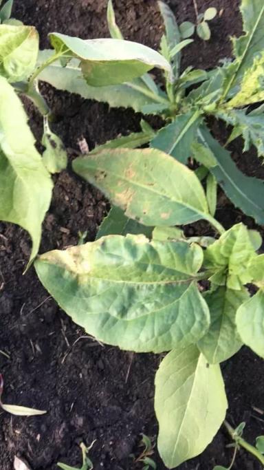 Причины повреждения подсолнечника 