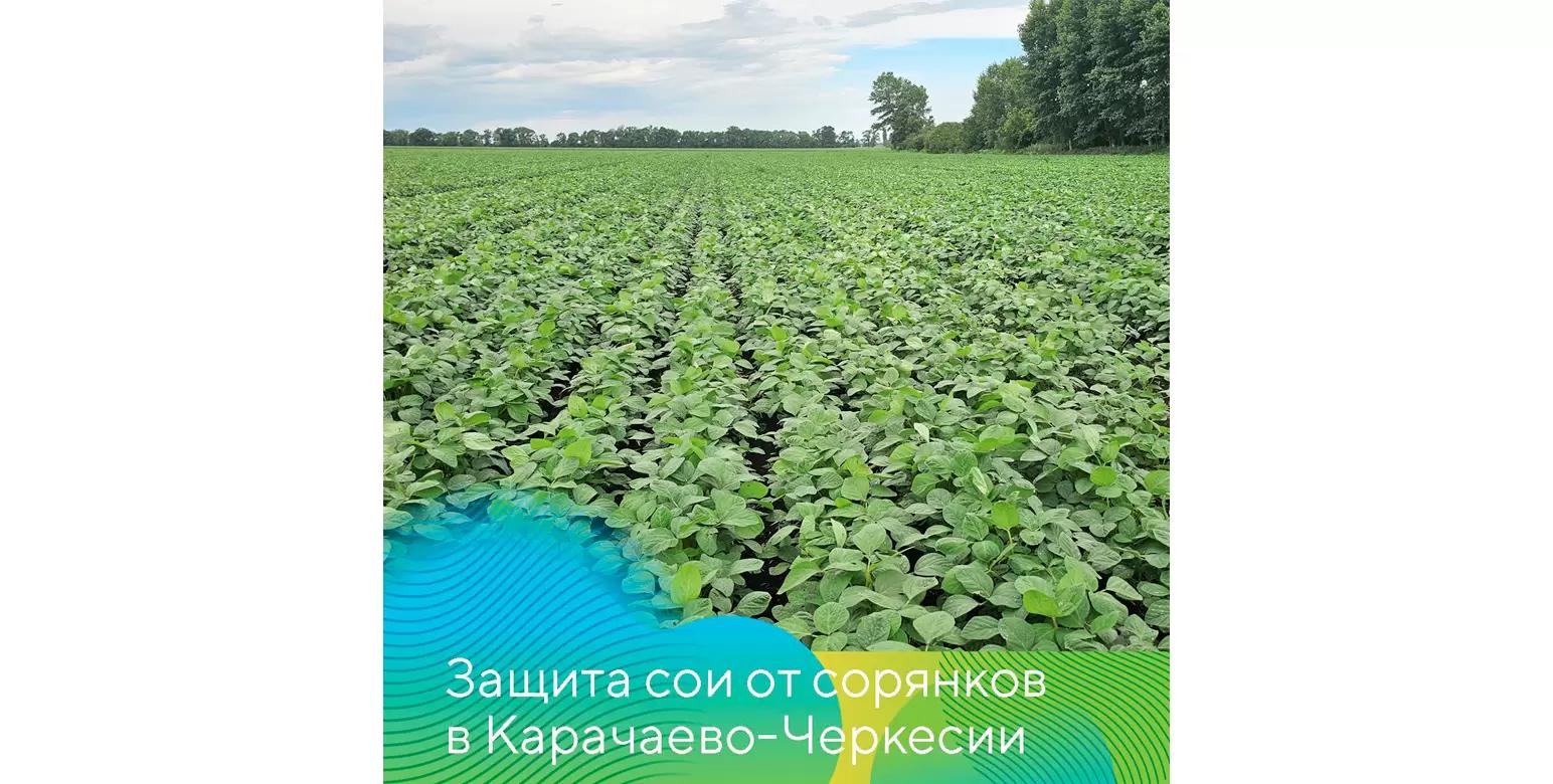 Соя без сорняков!