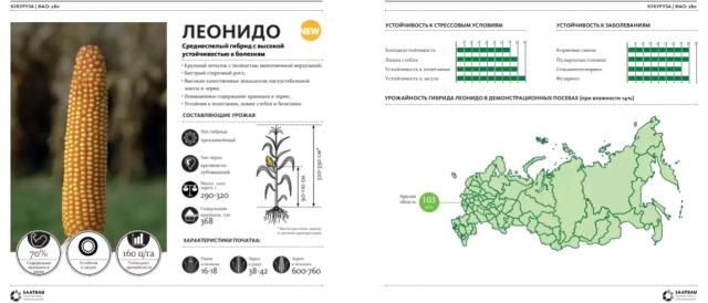 Леонидо - гибрид кукурузы зерновой (Zea mays L.).
