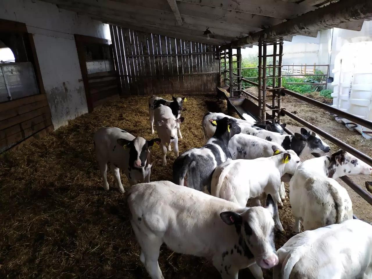 Новости с фермы