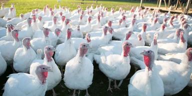 Минеральное питание для высокой продуктивности индеек