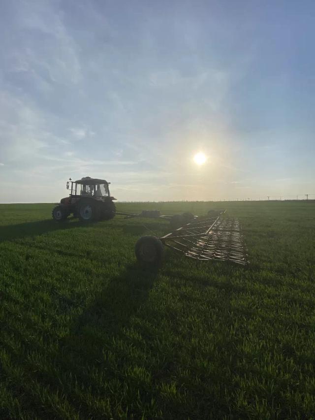 Боронование озимой пшеницы