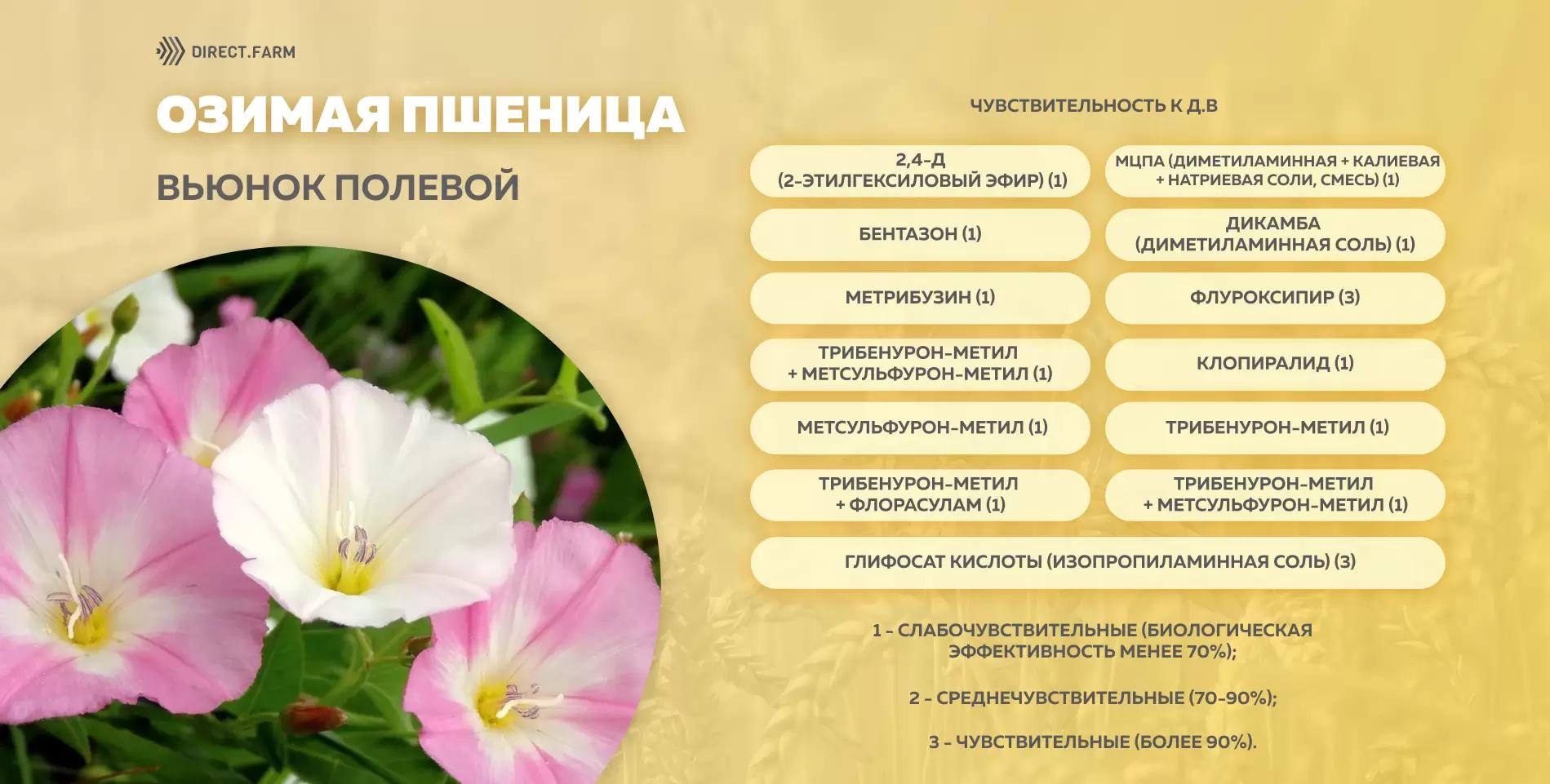 Шпаргалка чувствительности вьюнка полевого к д.в. гербицидов