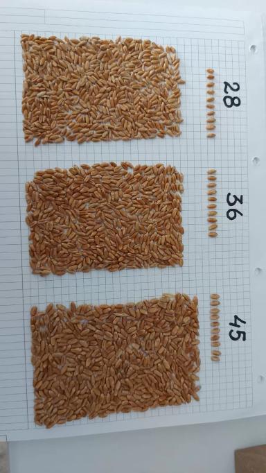 Масса 1000 семян и урожайность озимой пшеницы