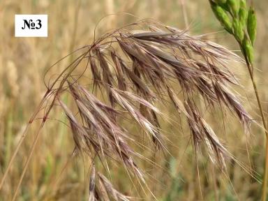 Что здесь лишнее?