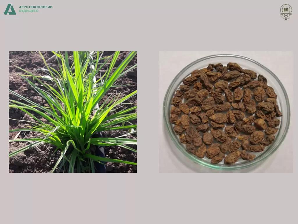 Тигровый орех станет из еды прошлого едой будущего