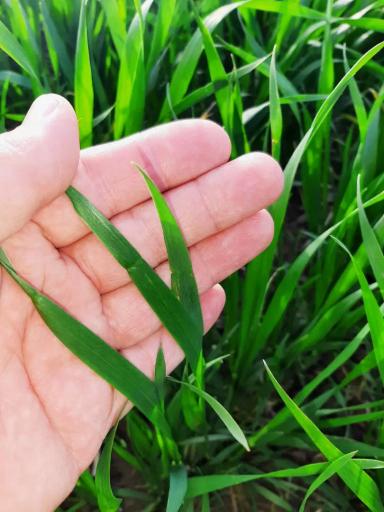 Агромониторинг