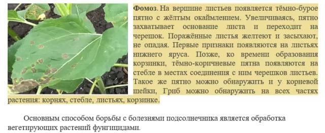 Угроза: Фомоз подсолнечника