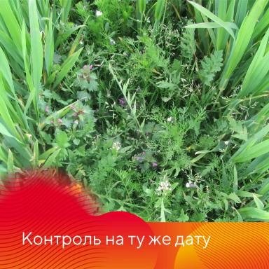 Эффективность гербицида Форкаст®