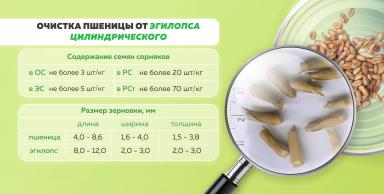 Очистка пшеницы от Эгилопса цилиндрического
