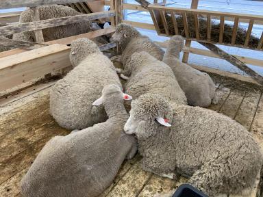 Северо-кавказская мясо-шерстная