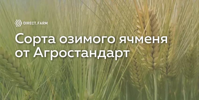 Сорта озимого ячменя селекции ООО "Агростандарт"