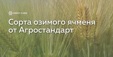 Сорта озимого ячменя селекции ООО "Агростандарт"