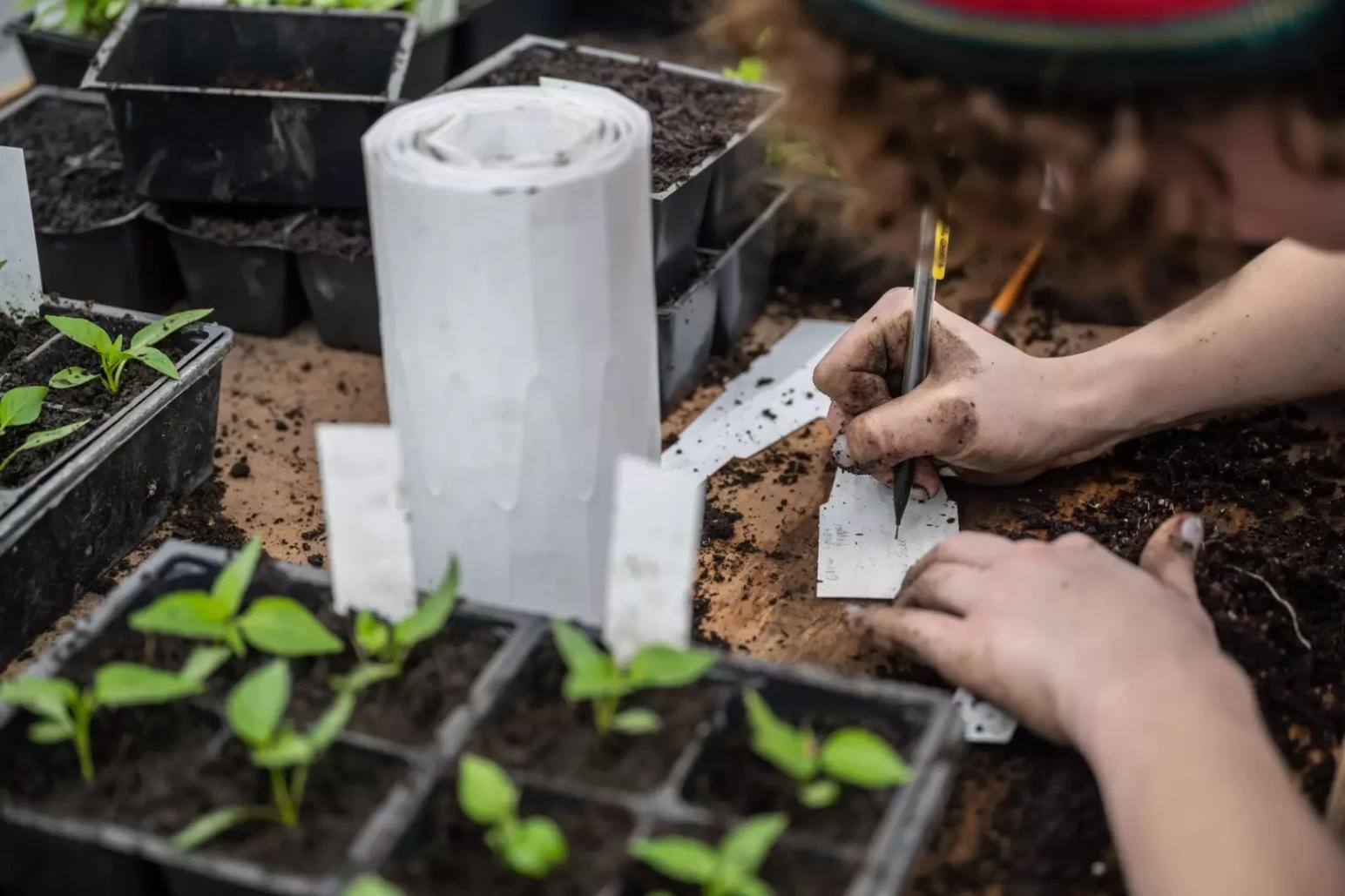 Отраслевые объединения попросили президента не квотировать импорт семян