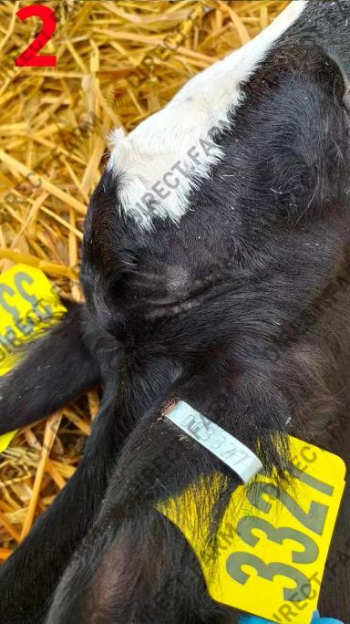 Обезроживание телят пастой