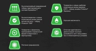 П 64 ЛЕ 136 - гибрид подсолнечника Пионер