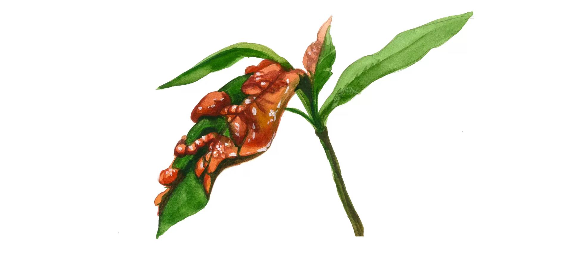 Курчавость листьев персика