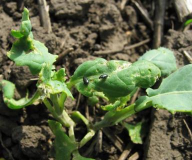 Эксперимент. Выращивание ярового рапса в зерновом севообороте.